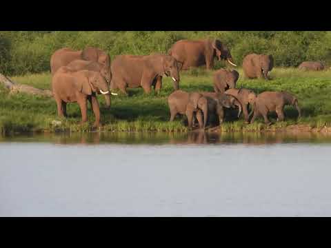 22022023 Hwange NP 16 Detema pan 16 elephants passing by