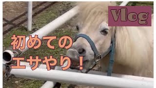 夏休み。ポニーのエサやりに挑戦。2022.8.13