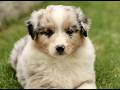 Australian Shepherd dogs for sale: Stanley  - Video 1