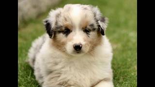 Video preview image #1 Australian Shepherd Puppy For Sale in LANCASTER, PA, USA