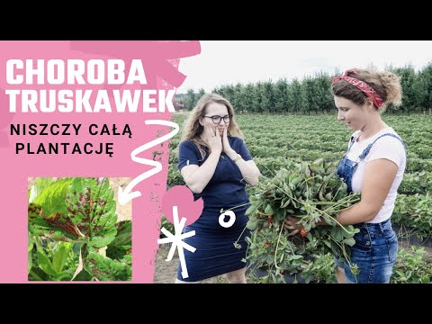 Choroba niszczy całą plantację truskawek. Szukamy przyczyny