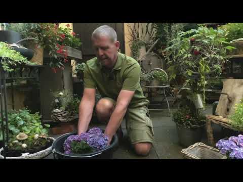 Pflanzen bei Hitze richtig gießen!