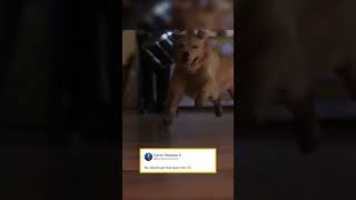 Download lagu Air Bud highlights 😤 #shorts mp3