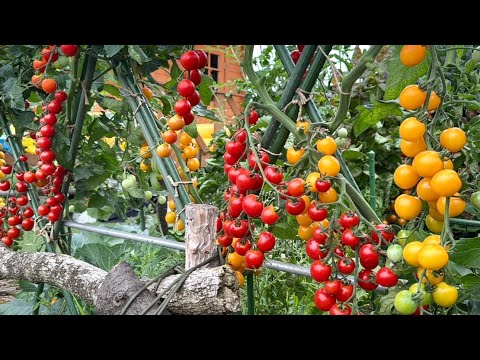 野菜が鈴なりに実るためには土作りが大切！野菜作り【総集編4】26/1/3