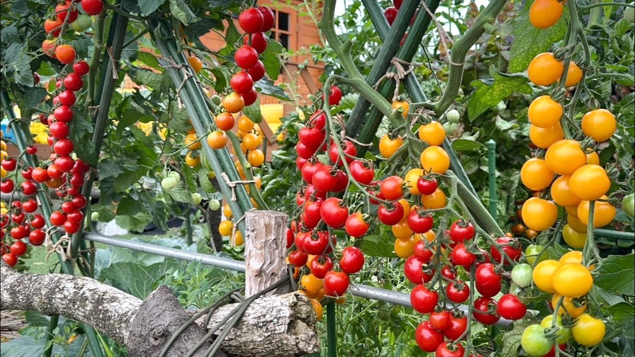 野菜が鈴なりに実るためには土作りが大切！野菜作り【総集編4】26/1/3