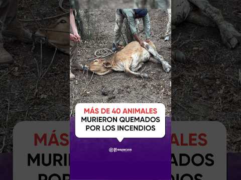 🔥 MÁS DE 40 ANIMALES MURIERON QUEMADOS POR LOS INCENDIOS