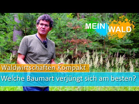 TOP 5 🌱🌿 Welche Baumart verjüngt sich am besten?