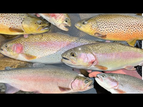Big trout! Beautiful trout! Fantastic day fishing the Black River VT #trout #troutfishing