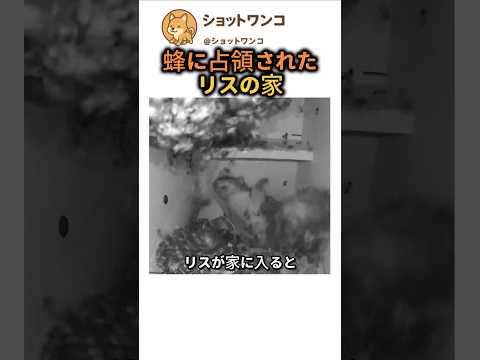蜂に占領されたリスの家
