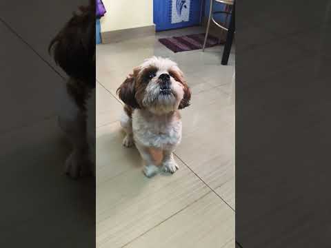 cute 🥰 puppy 🐶❣️#shihtzu #dog #trending #shortvideo #love #puppy