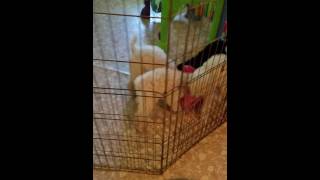 Scenting Luna&#39;s going home blankie.