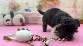 ハーフ犬の動画01