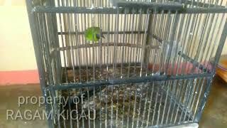 Download lagu Hasil Pikatan Menggunakan Suara Pikat Cucak Ijo Ribut Ini Gampang Di Jinakan mp3