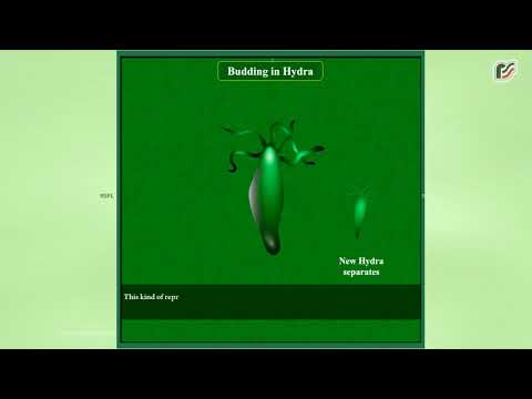 Budding in Hydra