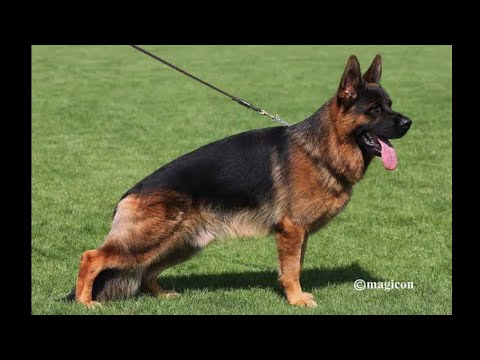 VA4 ,2023 MIO Vom Team Hühnegrab, #germanshepherd #gsd #gsdlover #gsdlove #dog #doglover #Siegershow