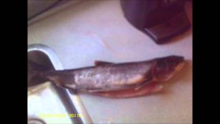 preview picture of video 'Fishing Lake Trout On Lake Opeongo'