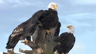 Where the eagle learns to fly- Pink Cream 69