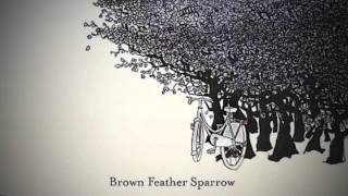 Brown Feather Sparrow - We have to Run
