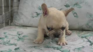 Video preview image #2 French Bulldog Puppy For Sale in HOBART, IN, USA