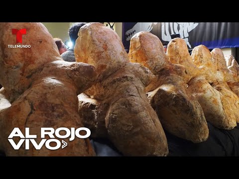 Animal más pesado que haya existido podría ser una ballena fósil proveniente de Perú