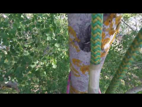 Högstubbar, sektionsfällning