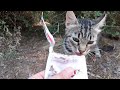 Very Shy And Adorable Hungry Tabby Kitten
