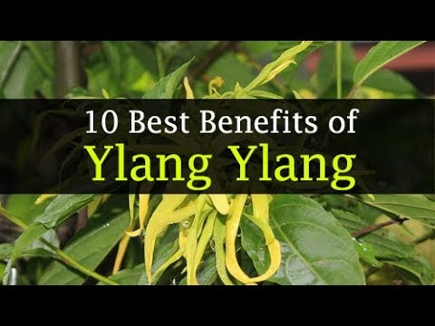 Ylang ylang essential oil benefits for hair, face, skin