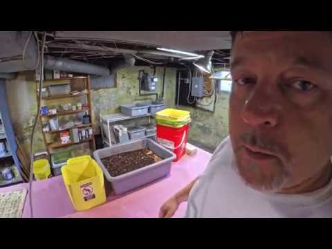 Harvest 193-day old vermicomposting bin