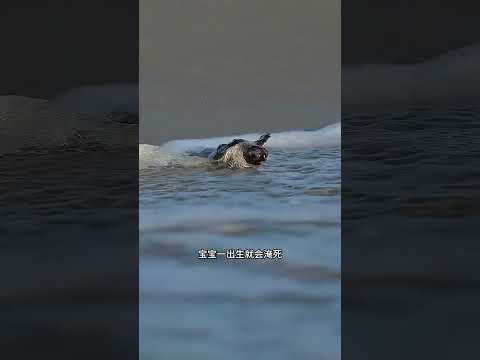 为什么不要帮这些小海龟 #神奇动物 #海龟