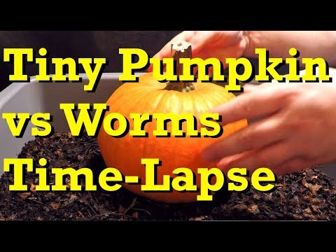 Tiny Pumpkin vs Red Wigglers 66-Day TIME-LAPSE - worm bin vermicomopsting