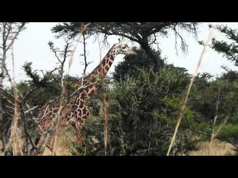 Giraffe Highlights
