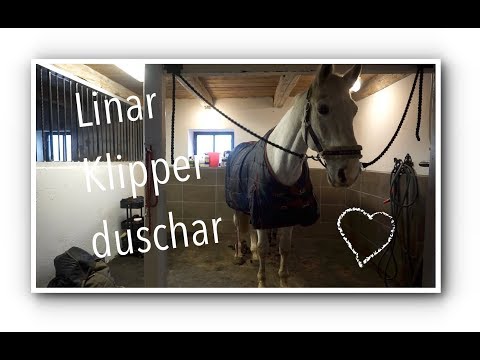 Min gulleplutt Z blir julfin/ Mer julfix hemma/2 DAGSVLOGG