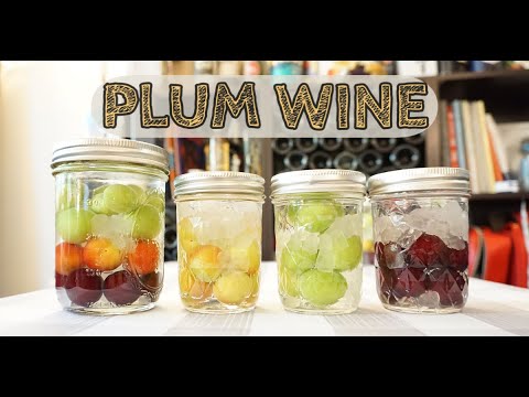 How to make easy plum wine! So tasty!