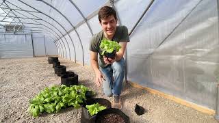 How We Grow TONS of Lettuce in Containers