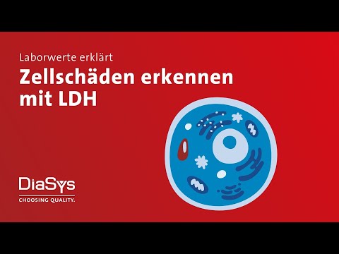 Laborwerte erklärt Folge 6: LDH