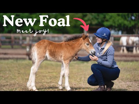 New Foal! Meet Joy! This Esme