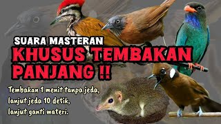 Download lagu MASTERAN TEMBAKAN PANJANG! Tupai kekes, cililin, tengkek buto, tepus kepala abu, dll mp3