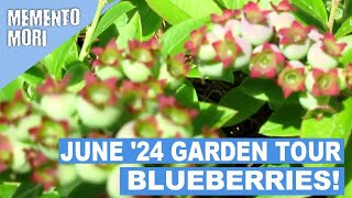 Garden Tour June 2024: Unique Raised Beds, Blueberries! (Zone 4b)