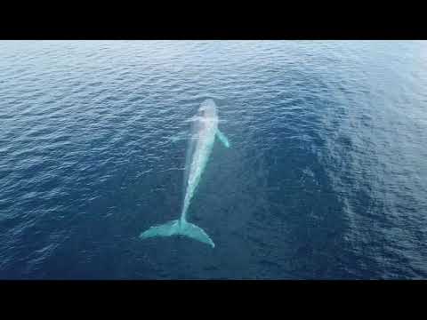A SAILOR´S DREAM...THE BLUE WHALE