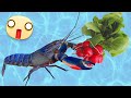 Download Comment Faire Pousser Des Légumes Dans Un Aquarium écrevisse Agricultrice Mp3 Song