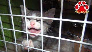 Kitten Tora to escape from the cage Kitten Tora to escape from the cage