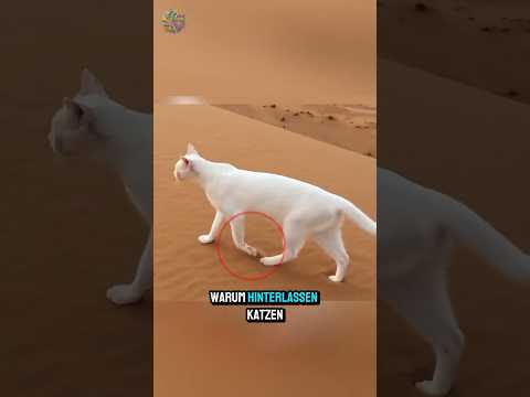 Die geheime Ninja-Technik der Katzen! 🥷🐱