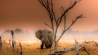 Download lagu Totems in Zimbabwe 🇿🇼 Elephant and their symbolism mp3 Download lagu Totems in Zimbabwe 🇿🇼 Elephant and their symbolism mp3