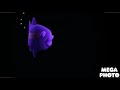 I Killed Nickelodeon Fish Logo