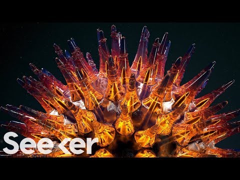 How Space Triggers Herpes in Astronauts