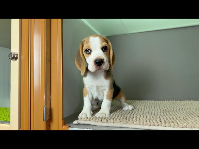 (子犬) 犬種：ビーグル 男の子 ブリーダー マロニエケンネル　MARRONNIER KENNEL k4181の画像