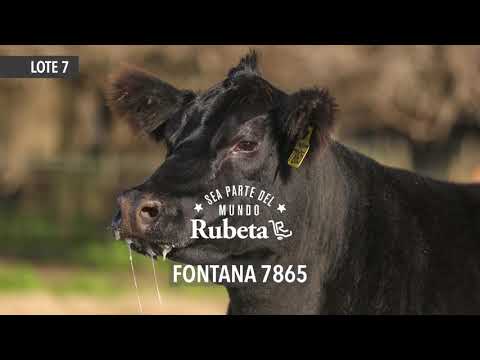 RUBETA FONTANA 7865 - LOTE 7