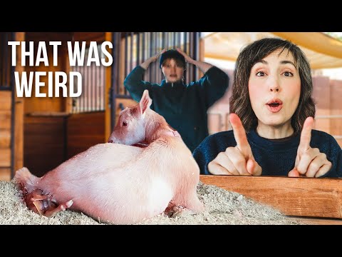 That's Not Supposed to Happen! (miniature goat labor & delivery)