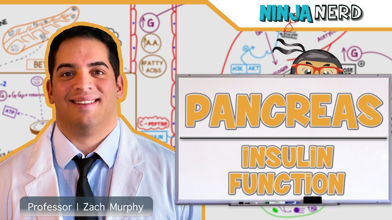 Endocrinology | Pancreas: Insulin Function