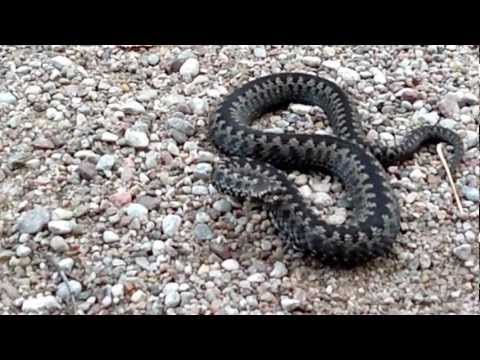 żmija zygzakowata atak